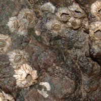 Darwin's Barnacle